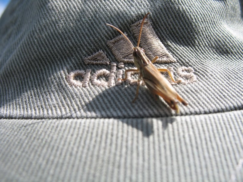 Criquet sur casquette Edouard